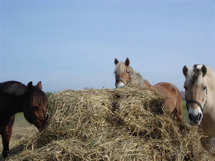Anden særlig race KEEBE - uhm - er der noget bedre end at komme på sommerfold sammen med min venner billede 3