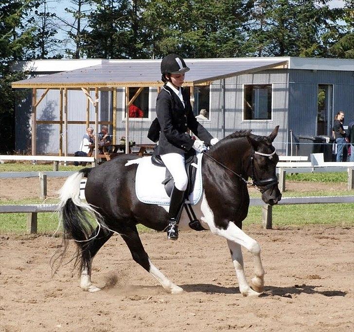 Pinto Little Mr. Spotlight - (11) LB2 - SKÆR - 1 plads. || 28 august 2010 || Foto: Helene Kallehave billede 11