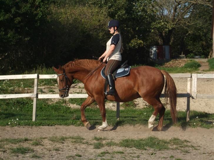 Frederiksborg Engkildegårds Fjela SOLGT - Traver af. 24 Sep 08. Foto Mia billede 6