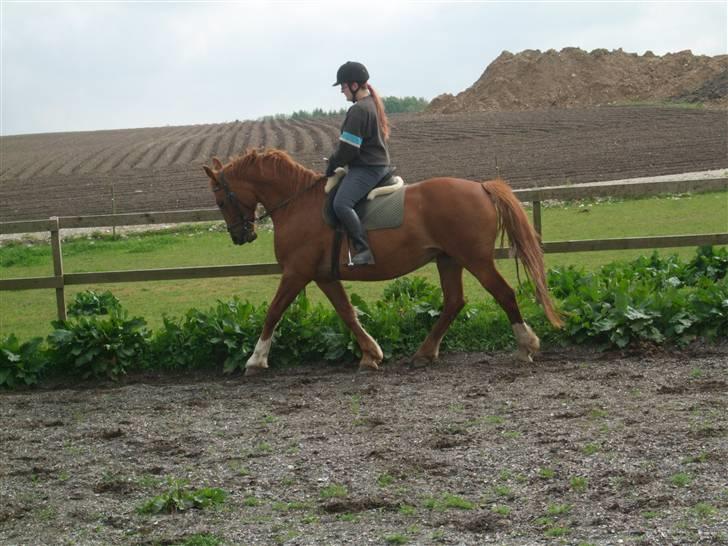 Frederiksborg Engkildegårds Fjela SOLGT billede 7
