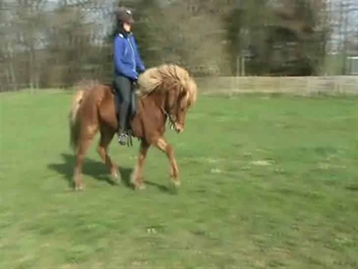 Islænder Sólfari fra Skannerup billede 1