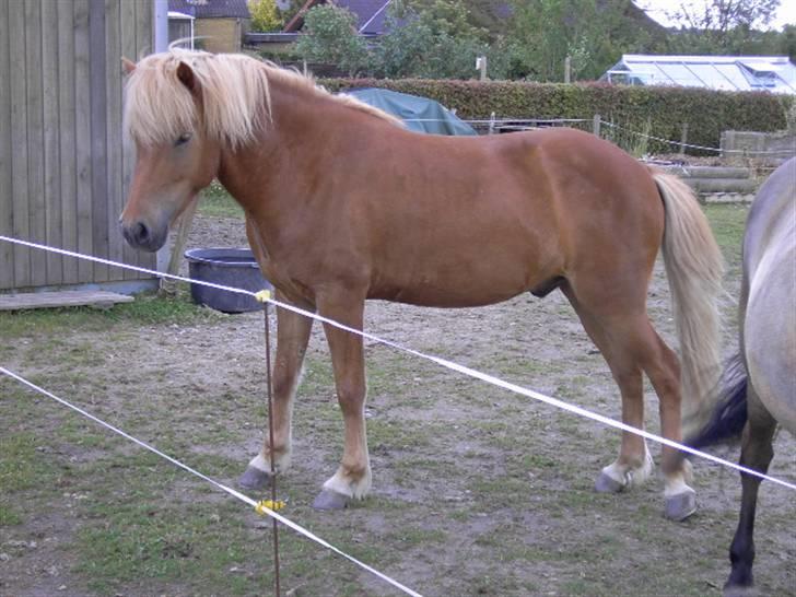 Islænder Sólfari fra Skannerup billede 2