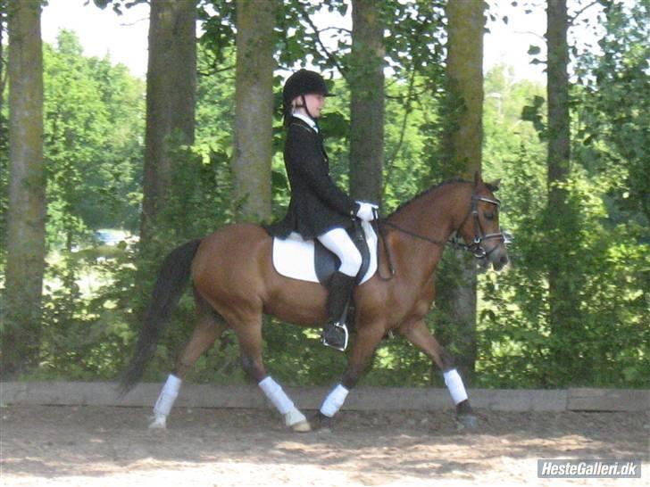 Welsh Mountain (sec A) Pegasus Roxanne R.I.P<3 - Opvarmning, stævne i kir lb1. sidstestævne...  billede 16