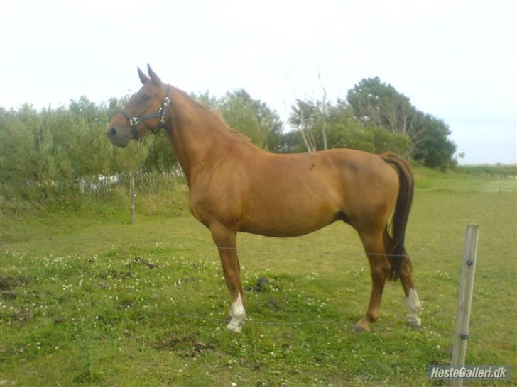 Dansk Varmblod Bella *Bortgivet til min søs!!* - Så kom smukke hjem c",)Så puster man sig lidt op... billede 1