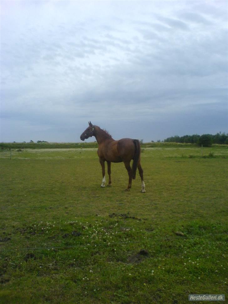 Dansk Varmblod Bella *Bortgivet til min søs!!* billede 3