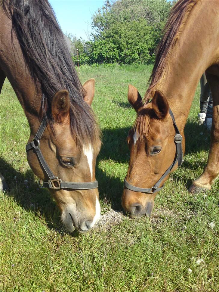 Dansk Varmblod Bella *Bortgivet til min søs!!* - Kiaya og Bella  billede 4