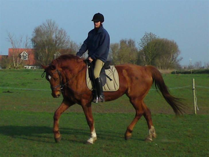 Dansk Varmblod Bella *Bortgivet til min søs!!* - Jessica får lige damen til at danse... billede 5