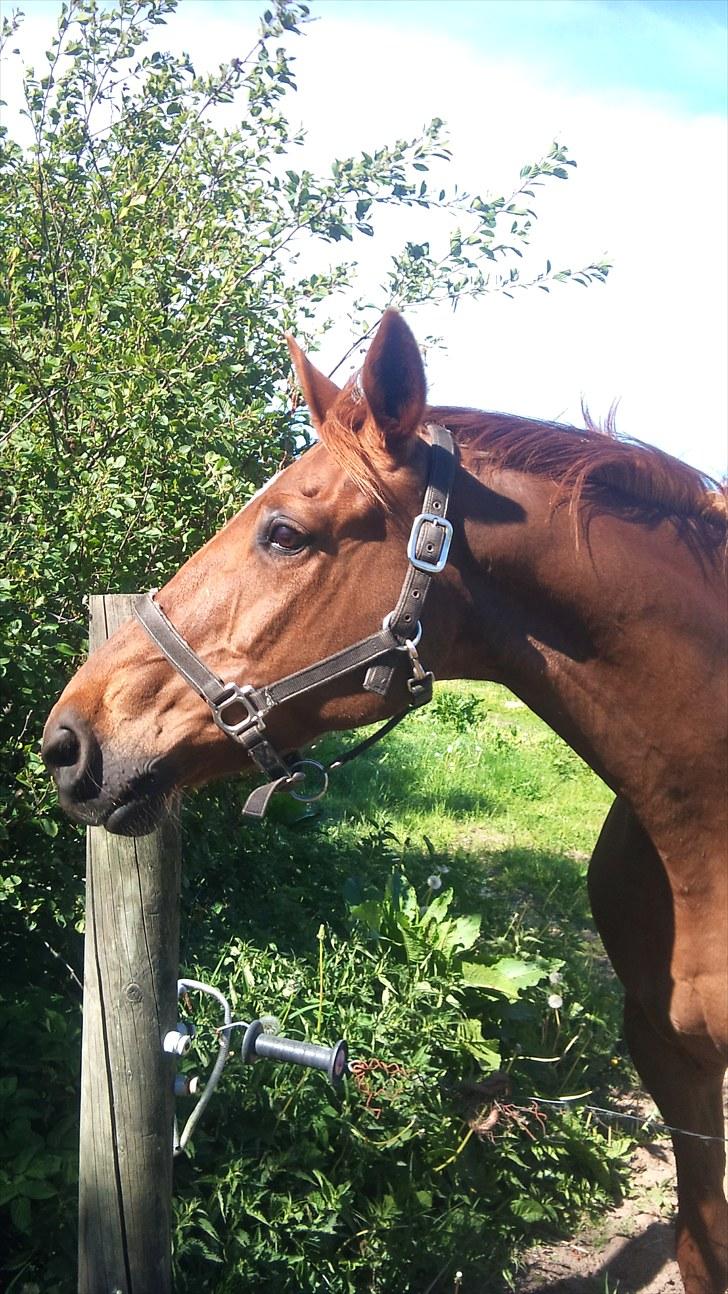 Dansk Varmblod Bella *Bortgivet til min søs!!* - Smukke pigen sommer 2010 billede 6