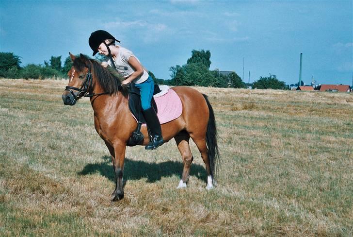 Welsh Mountain (sec A) Pegasus Roxanne R.I.P<3 - i 2006 hvor jeg lige var begyndt at ride hende:)  billede 17