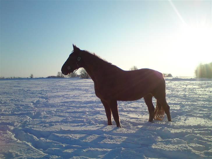 Dansk Varmblod Bella *Bortgivet til min søs!!* - Den gamle i sneen!! Januar 2010 billede 8