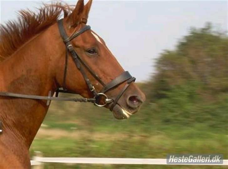 Dansk Varmblod Bella *Bortgivet til min søs!!* - Også "made by Stine" billede 9