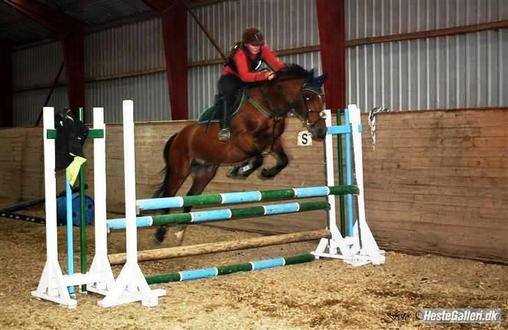 Anden særlig race Ari  - Han var bare god den dag :) Taget af Sarah Roliggaard. billede 18