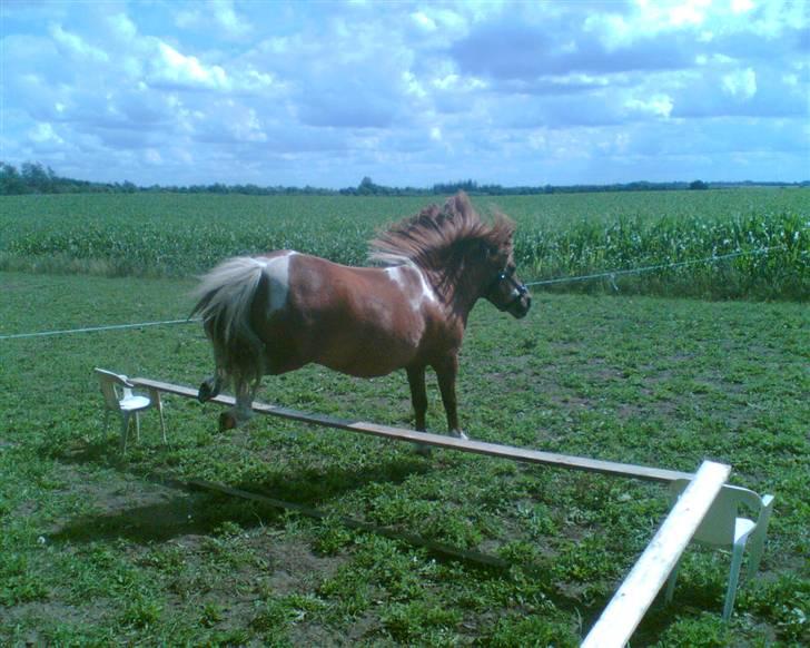 Shetlænder Fritz  - ca. 35cm billede 9