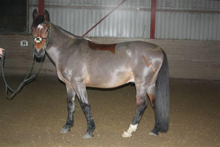 Anden særlig race Ari  - så er han klippet..  SR Foto billede 19