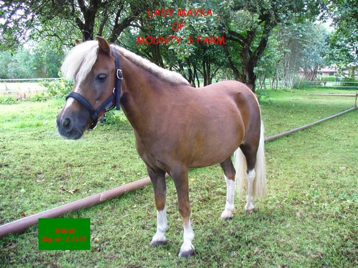 Falabella Lady Mayka Of MountysFarm - R.I.P Mayka blev aflivet d. 29-06-2009 billede 1