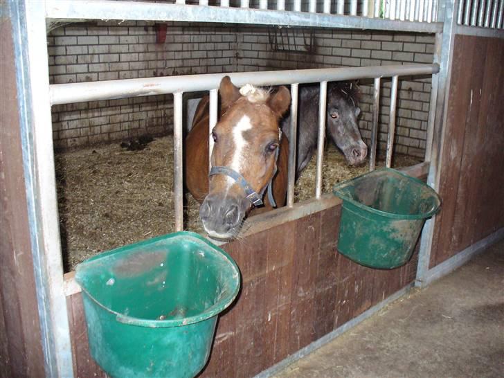 Falabella Lady Mayka Of MountysFarm -  min gamle boks i Holland billede 2