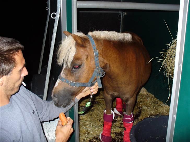 Falabella Lady Mayka Of MountysFarm - Mums får lige en gulerod på vej hjem billede 4