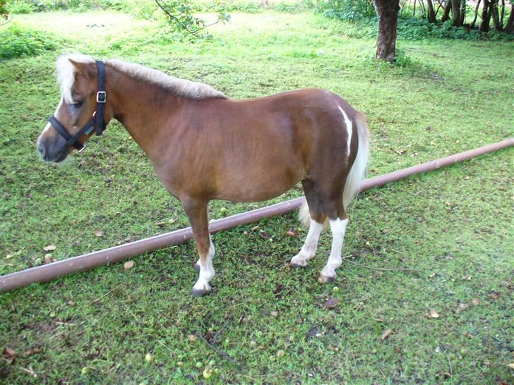 Falabella Lady Mayka Of MountysFarm - Er jeg ikke fin med hvid plet på numsen  billede 7