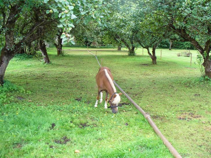 Falabella Lady Mayka Of MountysFarm - mums dejlig græs billede 9