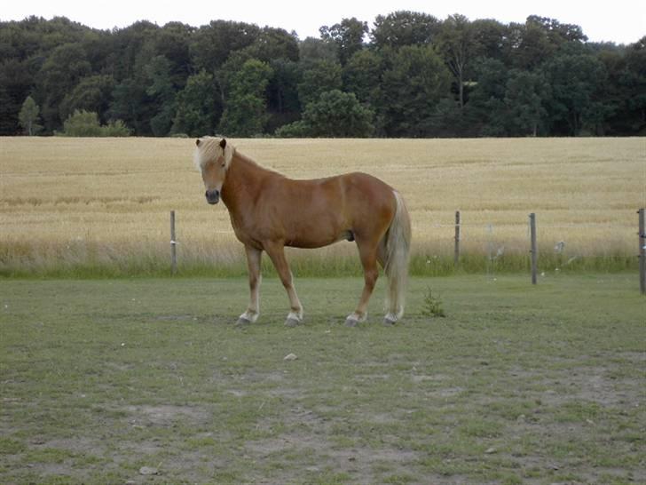 Islænder Sólfari fra Skannerup billede 3