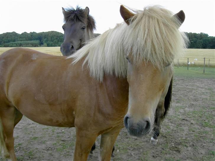 Islænder Sólfari fra Skannerup billede 4
