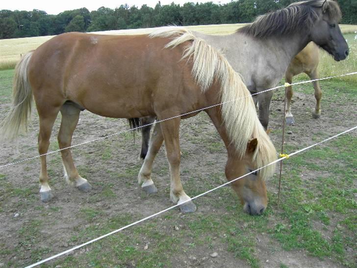 Islænder Sólfari fra Skannerup billede 5