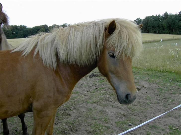 Islænder Sólfari fra Skannerup billede 6