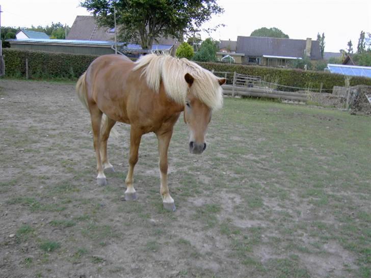Islænder Sólfari fra Skannerup billede 7