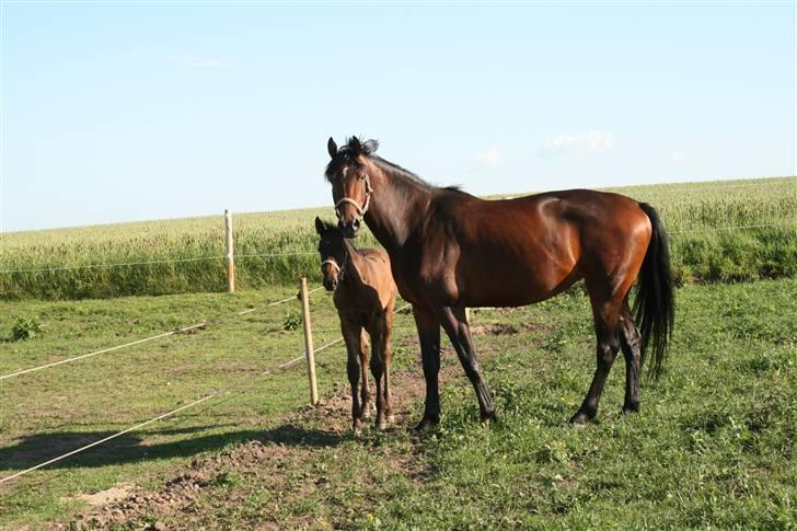 Dansk Varmblod RDH Cre-linna SOLGT :( - Jul .. billede 13