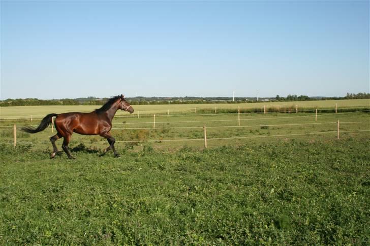 Dansk Varmblod RDH Cre-linna SOLGT :( - NYT  billede 17