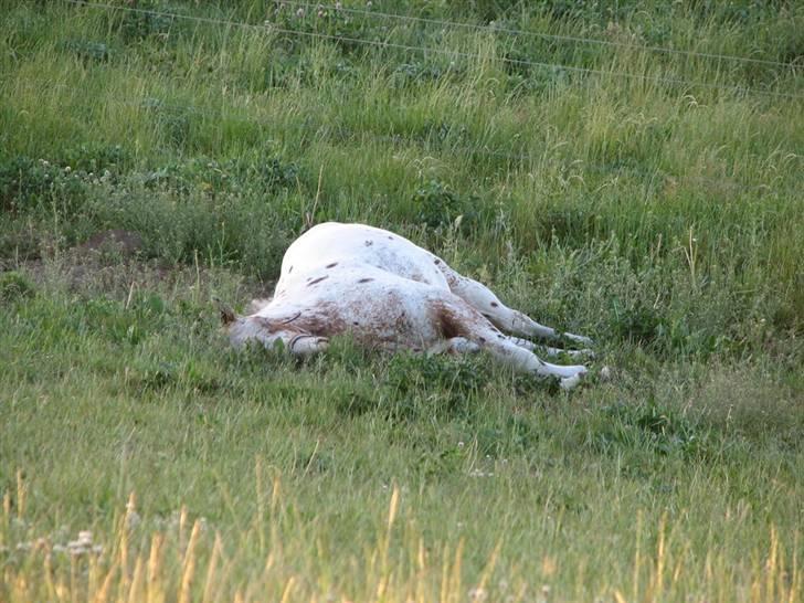 Knabstrupper Skalgårdens Picasso solgt RIP billede 8