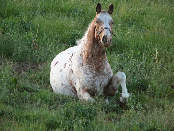Knabstrupper Skalgårdens Picasso solgt RIP billede 9