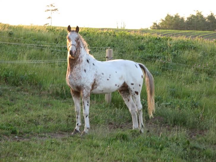 Knabstrupper Skalgårdens Picasso solgt RIP billede 10