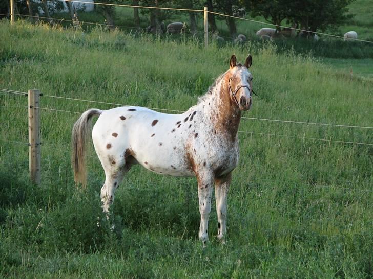 Knabstrupper Skalgårdens Picasso solgt RIP billede 11