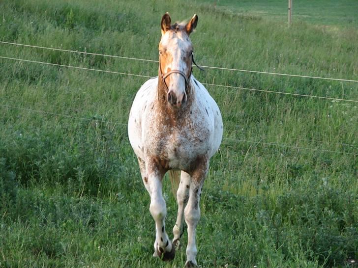 Knabstrupper Skalgårdens Picasso solgt RIP billede 12