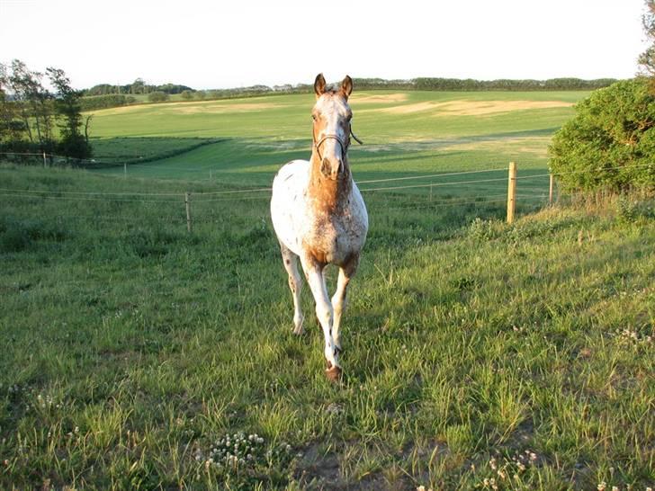 Knabstrupper Skalgårdens Picasso solgt RIP billede 13