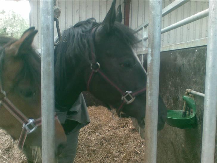 New Forest Cæsar(Red ham op) - Cæsar og Pamona i løsdrift i Voerladegård :D billede 12