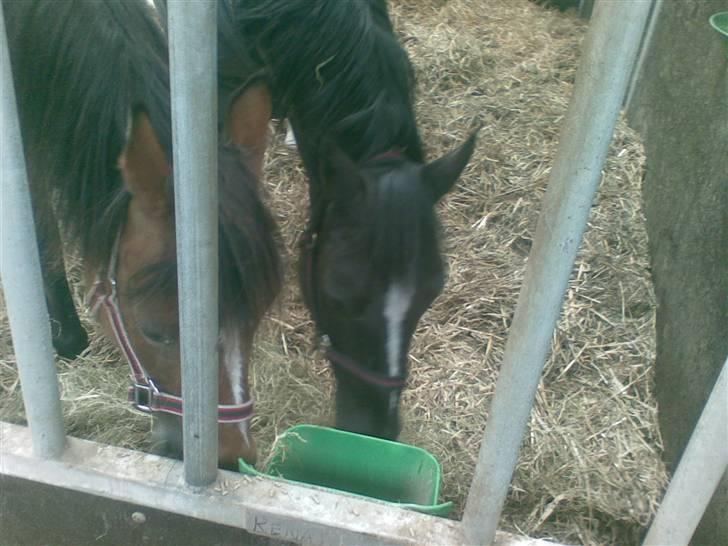 New Forest Cæsar(Red ham op) - Cæsar og Pamona i løsdrift i Voerladegård :D billede 13