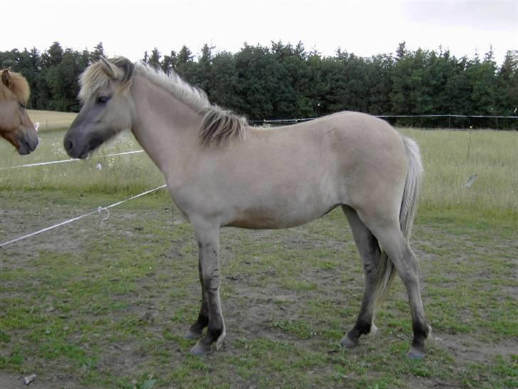 Islænder Svala fra Dalsgård - Nyste billede af Svala billede 1