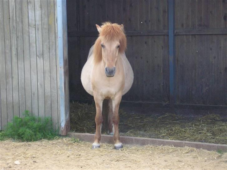 Islænder Svala fra Dalsgård - Svala´s mor lidt inde hun skulle fole billede 2