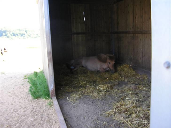 Islænder Svala fra Dalsgård - Svala kommer til verden billede 3