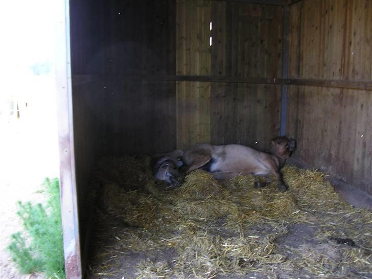 Islænder Svala fra Dalsgård - Folings billede billede 4