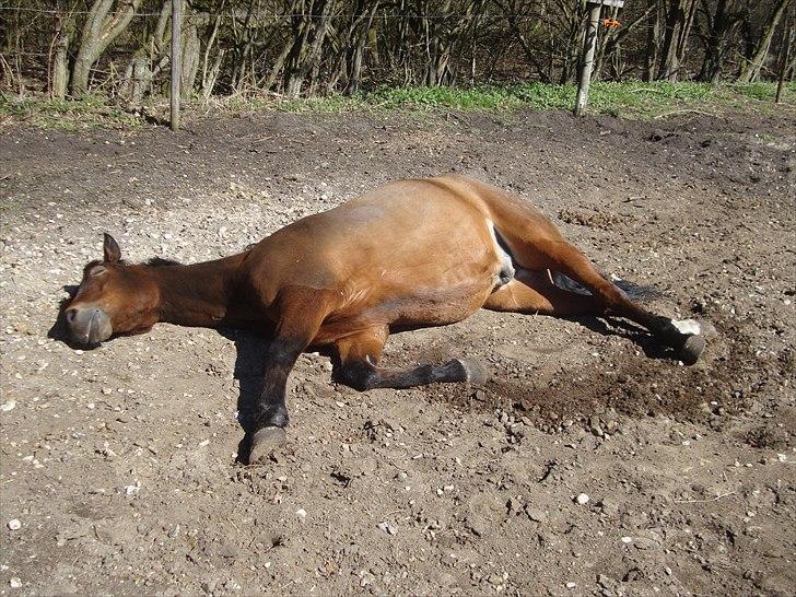 New Forest Amagergaardens Zorro - Når zorro sover, skal det gøres fuldt ud :-) billede 5