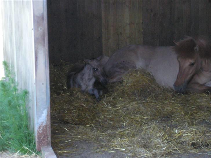 Islænder Svala fra Dalsgård - Folings billede billede 5
