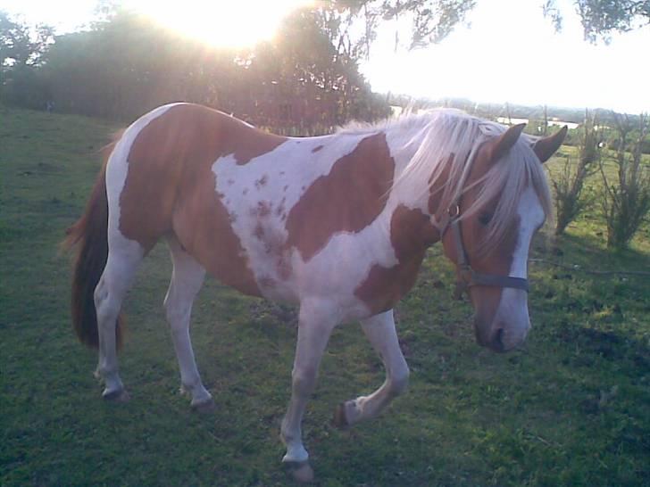 Pinto Luke <3 ( SOLGT :'( ) billede 1