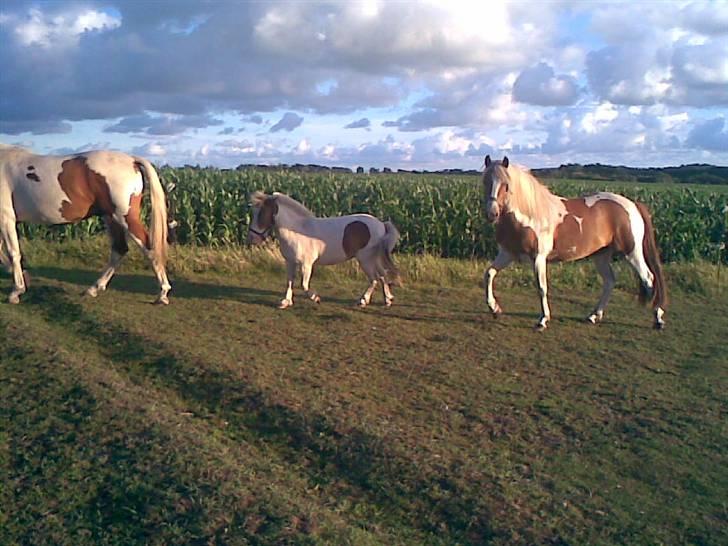 Pinto Luke <3 ( SOLGT :'( ) billede 2