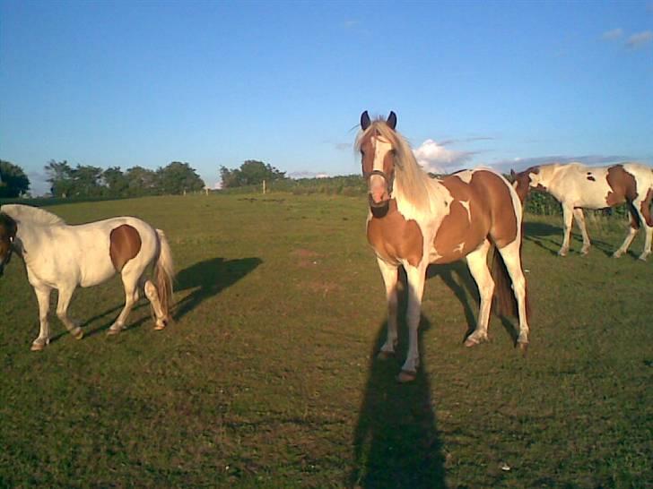 Pinto Luke <3 ( SOLGT :'( ) billede 3