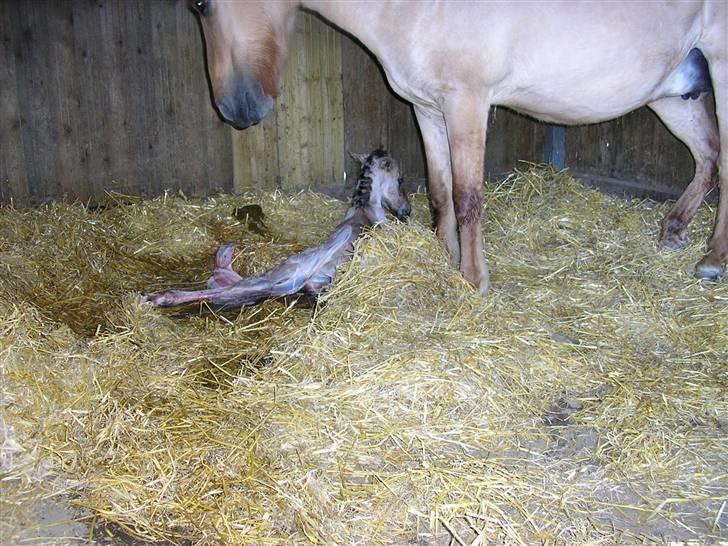 Islænder Svala fra Dalsgård - Folings billede billede 6