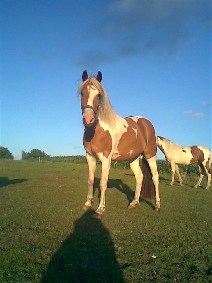 Pinto Luke <3 ( SOLGT :'( ) billede 4