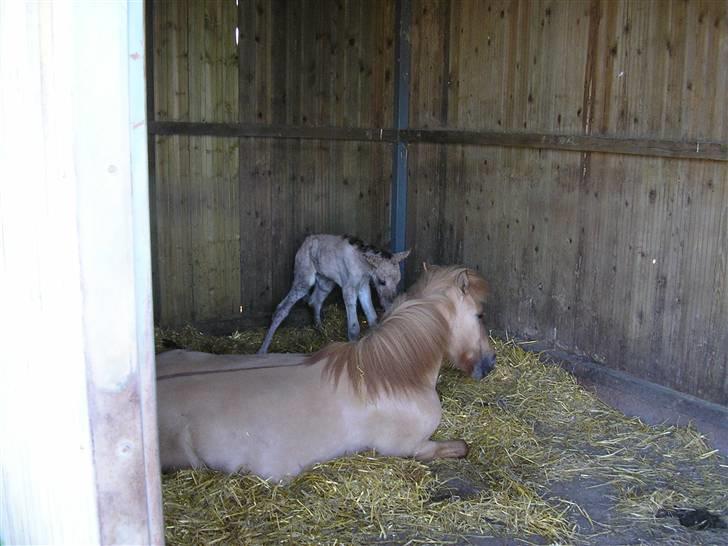 Islænder Svala fra Dalsgård - Første gang hun var på benende billede 7